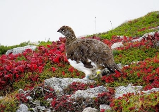 　長野県の中央アルプス・駒ケ岳で確認されたニホンライチョウ＝２７日（環境省提供）