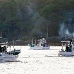 　イルカやゴンドウクジラなど小型鯨類の追い込み漁が解禁され、太地漁港から出港する漁船＝１日早朝、和歌山県太地町