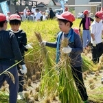 　「奇跡の復興米」を刈り取る地元小学校の児童ら＝２日午前、大阪府富田林市