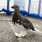 　移送されるニホンライチョウ（那須どうぶつ王国提供）