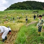 　石川県輪島市の「白米千枚田」で稲刈りをするボランティアら＝１５日午前