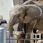 　広島市の安佐動物公園で報道公開されたマルミミゾウの子ども。上は母親の「メイ」＝１６日午後