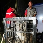 　中国青海省西寧市の野生動物園で脱走後に保護されたユキヒョウ＝２６日（同動物園の微信（ウィーチャット）公式アカウントから・共同）