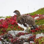 　長野県の中央アルプス・駒ケ岳で確認されたニホンライチョウ＝２７日（環境省提供）
