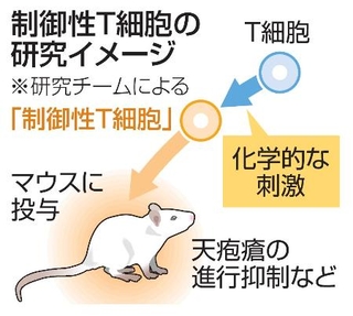 　制御性Ｔ細胞の研究イメージ