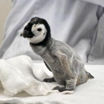 　和歌山県白浜町の「アドベンチャーワールド」で誕生したエンペラーペンギンの赤ちゃん＝６日午前