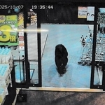 　群馬県沼田市内のスーパーの防犯カメラに写った、店内に入っていくクマ＝７日夜（群馬県警提供）