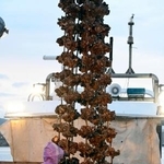 　水揚げされた養殖カキ＝２０日早朝、広島県廿日市市