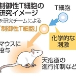 　制御性Ｔ細胞の研究イメージ