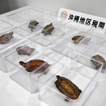 　沖縄地区税関が押収した、国の天然記念物で絶滅危惧種の「リュウキュウヤマガメ」＝２４日午前、那覇市