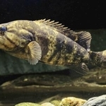 　コウライオヤニラミ（森宗智彦氏提供）