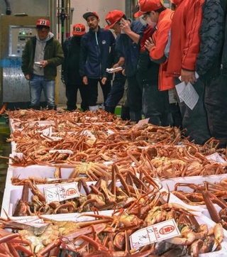 　鳥取県の境港で始まったズワイガニの初競り＝７日早朝