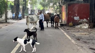 　インド・ニューデリー中心部の路上をうろつく野良犬＝２０２４年９月