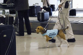 　成田空港で検査を行う検疫探知犬（農水省提供）