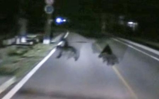 　９月、秋田県美郷町の県道で救急車のドライブレコーダーに映ったクマ。１頭と衝突した（大曲仙北広域消防本部提供）