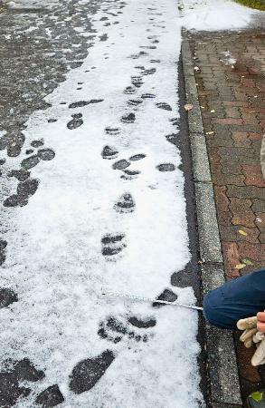 　札幌市中央区の円山公園付近で発見されたヒグマの足跡＝１１日午前（同市提供）