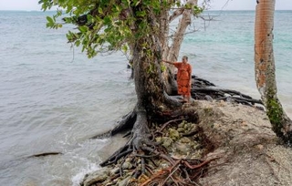 　マーシャル諸島マジュロで、波の浸食が進み根が露出した木。同諸島は地球温暖化に伴う海面上昇被害の最前線となっている＝５日（共同）