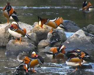 　鳥取県日野町の日野川に飛来したオシドリの群れ＝１５日
