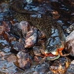 　カニを食べるオオウナギ＝２０２３年、鹿児島県内（写真家の内山りゅう氏提供）