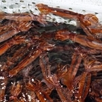 　いけすで泳ぐスルメイカ＝６月、北海道函館市