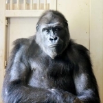 　ニシゴリラ・シャバーニの娘アニー（名古屋市の東山動植物園提供）