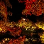 　紅葉の名所として知られる永観堂禅林寺で行われた、夜の特別拝観「もみじのライトアップ」の試験点灯。赤く色づき始めた木々が鮮やかに浮かび上がった＝７日夜、京都市左京区