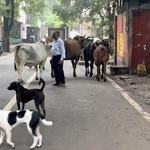 　インド・ニューデリー中心部の路上をうろつく野良犬＝２０２４年９月