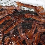 　いけすで泳ぐスルメイカ＝６月、北海道函館市