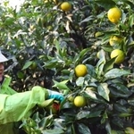 　和歌山県北山村で始まった、特産のかんきつ類「ジャバラ」の収穫＝１０日午前