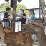 　奈良公園でシカに直接触れないよう注意を呼びかける関係者ら＝８月、奈良市