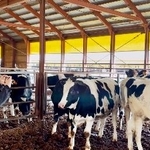 　丸紅が試験提供を始めたスマホアプリで牛の体重を推計する畜産農家＝１０月、北海道