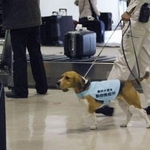 　成田空港で検査を行う検疫探知犬（農水省提供）