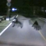 　９月、秋田県美郷町の県道で救急車のドライブレコーダーに映ったクマ。１頭と衝突した（大曲仙北広域消防本部提供）