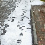 　札幌市中央区の円山公園付近で発見されたヒグマの足跡＝１１日午前（同市提供）