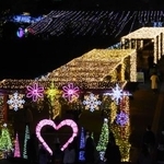 　関係者にお披露目された、とっとり花回廊の「フラワーイルミネーション」＝１２日夜、鳥取県南部町