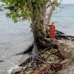 　マーシャル諸島マジュロで、波の浸食が進み根が露出した木。同諸島は地球温暖化に伴う海面上昇被害の最前線となっている＝５日（共同）