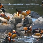 　鳥取県日野町の日野川に飛来したオシドリの群れ＝１５日