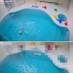 　鳥羽水族館のラッコ水槽のライブ映像（上）。飼育員が立ち入った時はプールサイドをモザイク処理し配信されている（下）。写真提供：鳥羽水族館（ラッコライブカメラより）