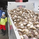 　北海道産のホタテ＝２０２１年３月、北海道猿払村