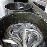 　ウナギ料理店のニホンウナギ＝２３日、東京都目黒区