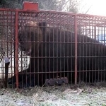 　箱わなにかかったヒグマ＝２５日午前、北海道苫前町（林豊行さん提供）