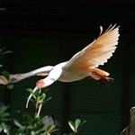 　国の特別天然記念物トキの優優（佐渡トキ保護センター提供）