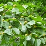 　ブナの実（秋田県林業研究研修センター提供）