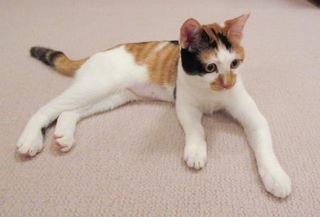 　天皇ご一家が８月に引き取られた保護猫で、雌の三毛猫「美海」（宮内庁提供）