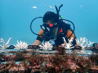 　鹿児島・与論島の海中で人工サンゴを設置する様子＝１０月（関西大提供）