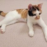 　天皇ご一家が８月に引き取られた保護猫で、雌の三毛猫「美海」（宮内庁提供）