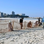 　和歌山県白浜町の白良浜で、砂の飛散を防ぐネットを設置する町職員ら＝１１月