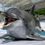 　死んだミナミバンドウイルカ「オキちゃん」＝５月（国営沖縄記念公園・オキちゃん劇場提供）