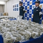 　押収された３１キロ超の乾燥大麻＝２日午後、関西空港