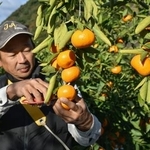 　「木熟ミカン」を収穫する栽培農家の田中大介さん＝４日午前、和歌山県田辺市